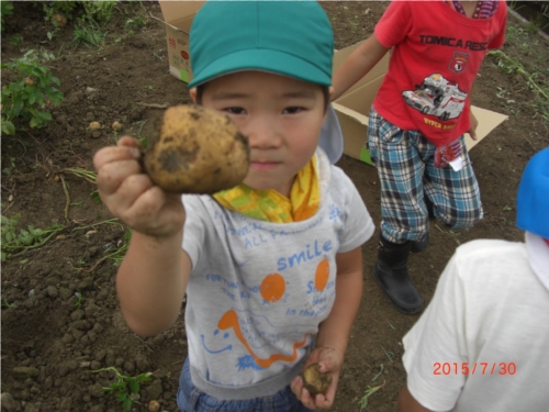 新潟ライトジャガイモの収穫体験